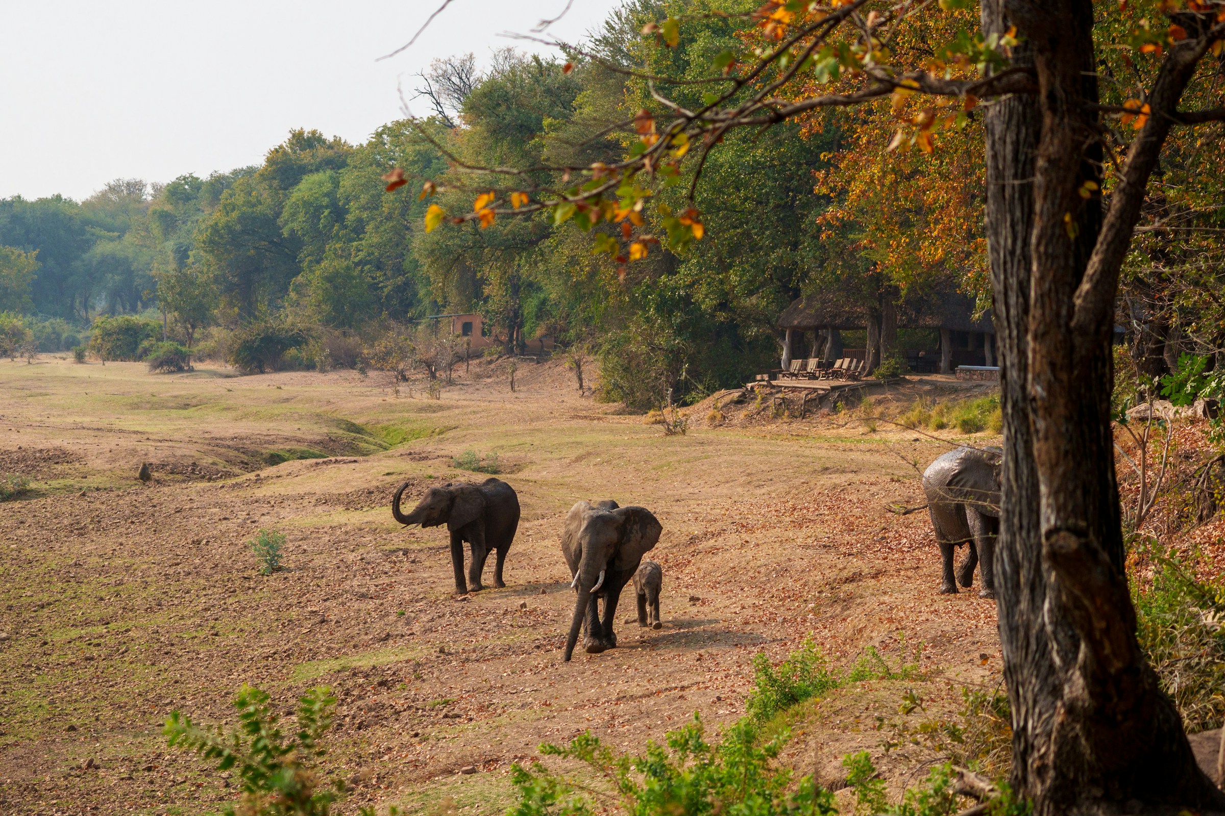 Elephants in the wild landscapes of Southern Africa